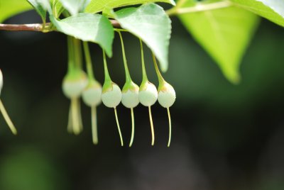 Styrax japonica - sturač japonský - plody (2)